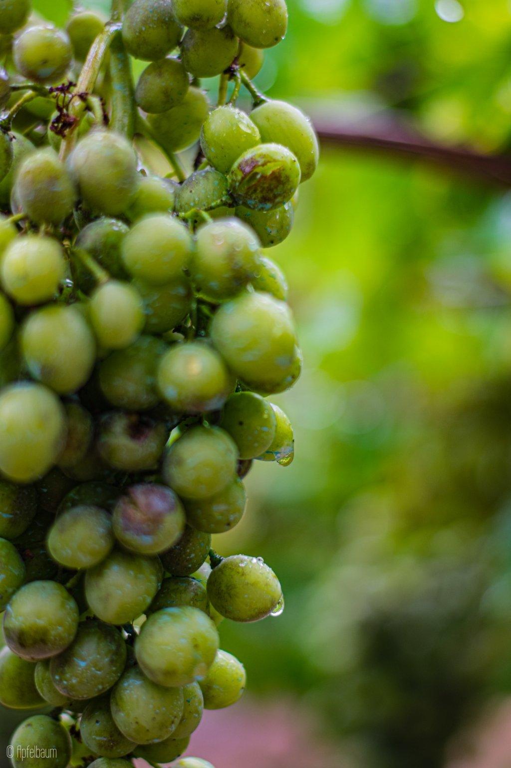 Cool-Climate Terroir
